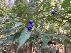 Psychotria leiocarpa