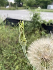 Tragopogon dubius