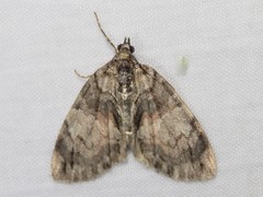 Hydriomena perfracta