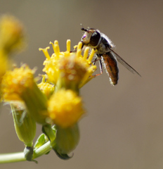 Austroscaeva melanostoma