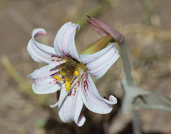 Caenopangonia