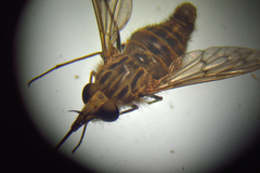 Caenopangonia