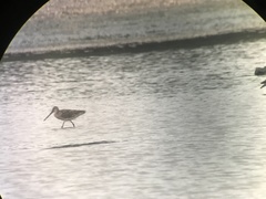 Limnodromus semipalmatus