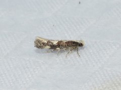 Monopis dorsistrigella