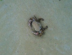 Ovalipes australiensis