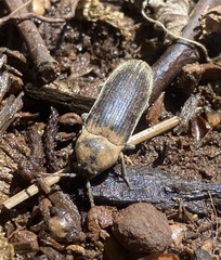 Perothops