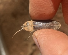Perothops