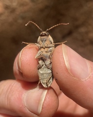 Perothops