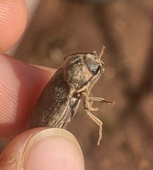 Perothops