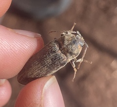 Perothops