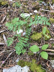 Astragalus neglectus