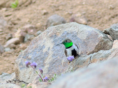 Oreotrochilus leucopleurus