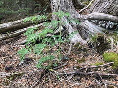 Astragalus neglectus