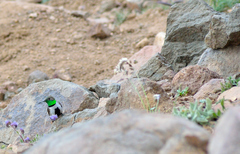 Oreotrochilus leucopleurus