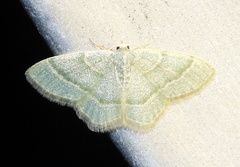 Chlorochlamys appellaria