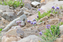 Oreotrochilus leucopleurus