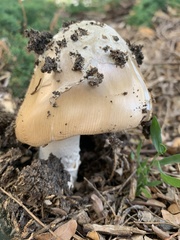 Amanita populiphila