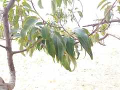 Prunus serotina salicifolia
