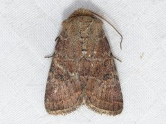 Protorthodes incincta