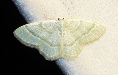 Chlorochlamys appellaria