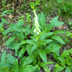 Digitalis lutea