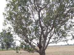 Prunus serotina salicifolia