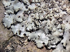 Hypotrachyna mcmulliniana