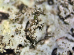 Hypotrachyna mcmulliniana