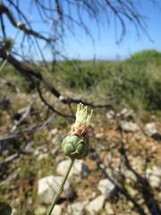 Rhaponticoides africana