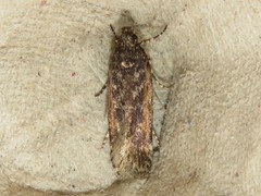 Filatima serotinella