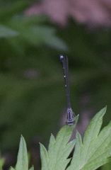 Enallagma exsulans