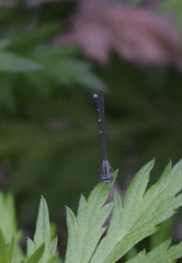 Enallagma exsulans