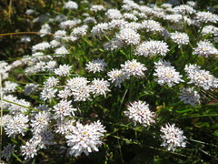 Iberis procumbens
