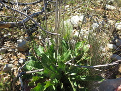 Rhaponticoides africana