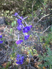 Delphinium pentagynum
