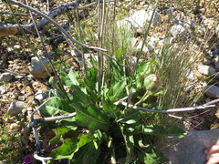 Rhaponticoides africana