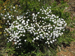 Iberis procumbens