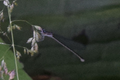 Enallagma exsulans