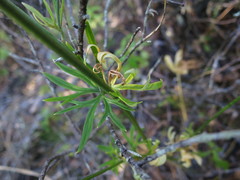 Delphinium pentagynum