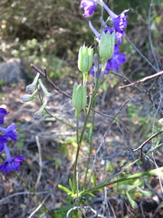 Delphinium pentagynum