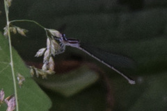 Enallagma exsulans