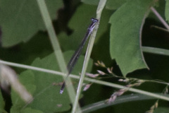 Enallagma exsulans