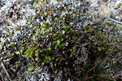 Notogrammitis crassior