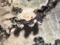 Parmotrema gardneri