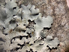 Parmotrema gardneri