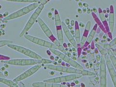 Tridentaria implicans