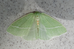 Chlorosea banksaria