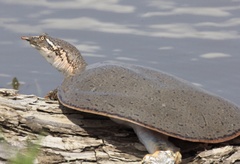 Apalone mutica mutica