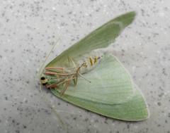 Chlorosea banksaria