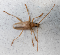 Centrodera dayi